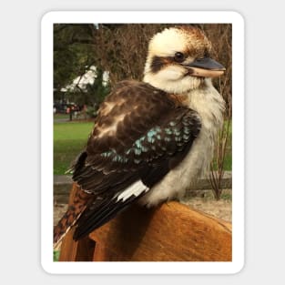 Kookaburra Sticker